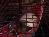 手ぬぐいハンモック