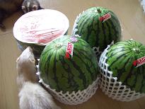 すいかとフェレズ