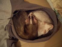 パーカーの中身