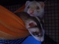 モックで・・・起きた？