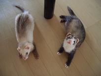 栃木のみやげは？