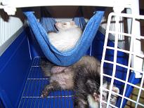 キャリーでの様子