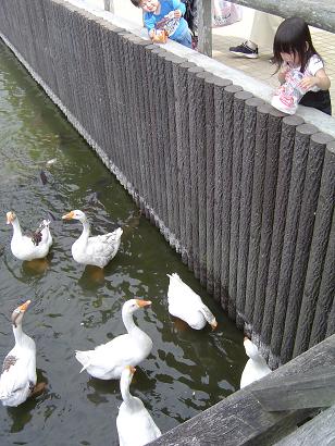 真岡　井頭公園