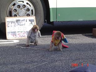 双子の小猿