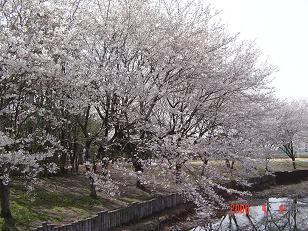 sakura2