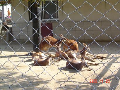 カンガルー