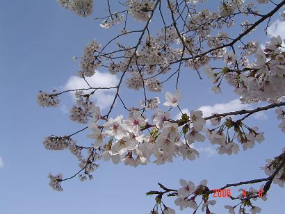空と桜
