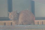 0207笠山猫・茶