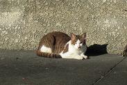 0115駐車場猫
