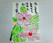 日々草に見えるかな？