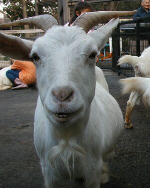 ヤギ笑う.jpg