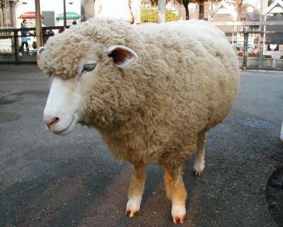 ひつじ.jpg