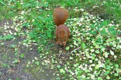 ワジェンキ　２