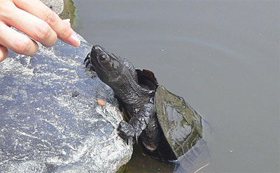 源氏池の亀にエサを与える