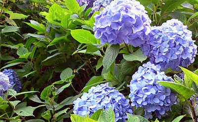 成就院のアジサイ