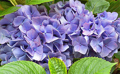 成就院のアジサイ