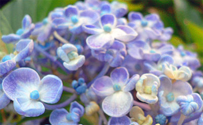 成就院のアジサイ