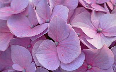 成就院のアジサイ