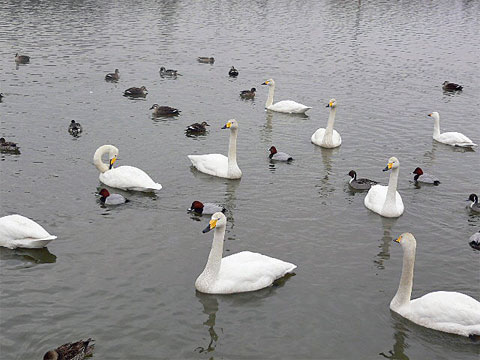 白鳥のいる池