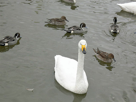 エサに寄ってくる大白鳥