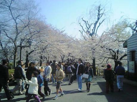 不忍池の桜