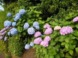 紫陽花６月１６日