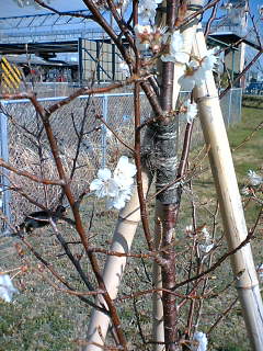 駅近くの桜