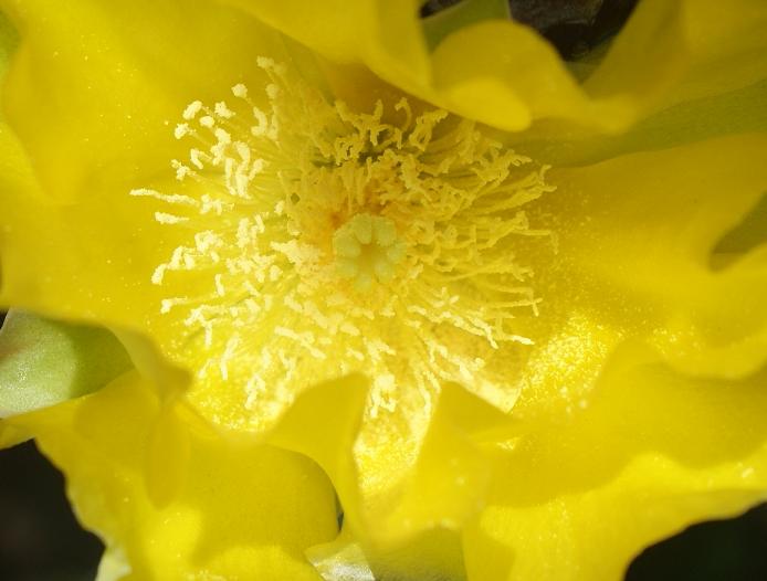 cactus flower 006.JPG