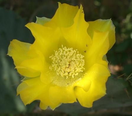 cactus flower 001.JPG