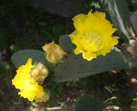 cactus flower 005.JPG