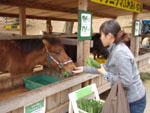 ヨナグニ馬にごはん