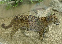 ジャガー