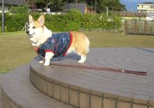 ココ