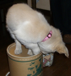 回る