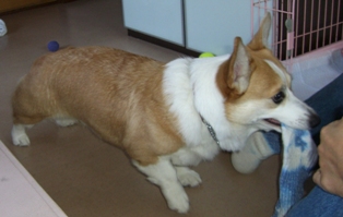靴下６