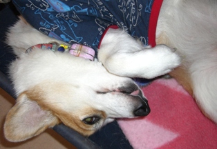 変わりヘソ天２