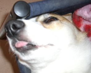 変わりヘソ天３