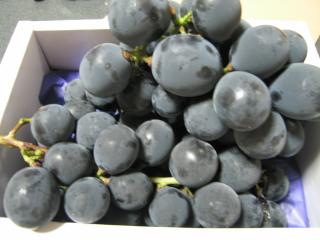 IMG_1420.JPG