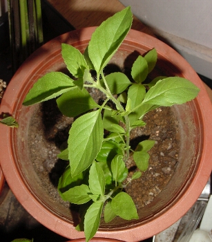 basil-small1