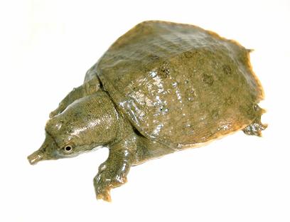 スッポン１ 20.JPG