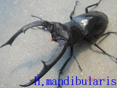 マンディブラリス１－２