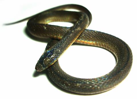 タカチホヘビ 20.JPG