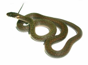 ヒバカリ１ 15.JPG