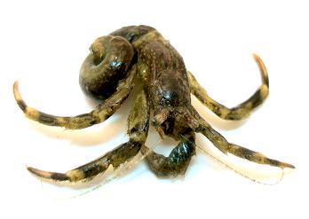 ヤドカリ２ 15.JPG