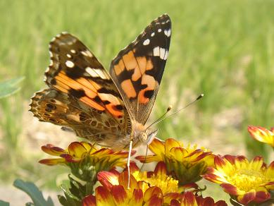 画像4 20891074051.JPG