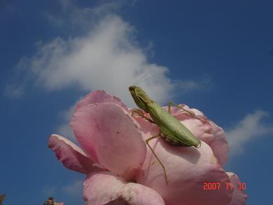 画像4 20891074531.JPG