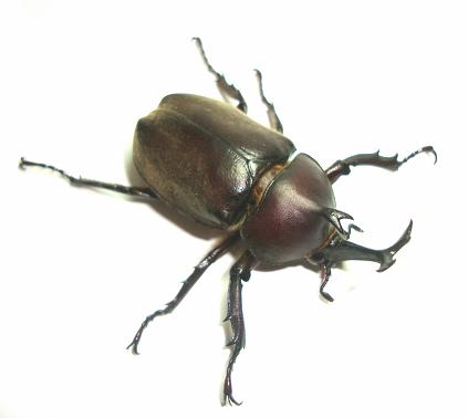 カブトムシ 20.JPG