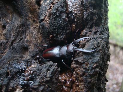 樹液に集まるクワガタムシ | 僕のなにかの日記 - 楽天ブログ