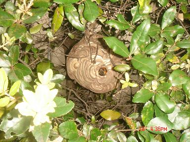 コガタスズメバチ巣