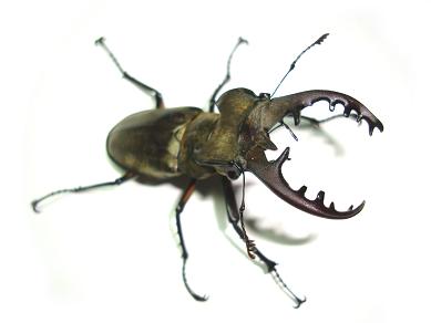 ミヤマ♂大１ 15.JPG